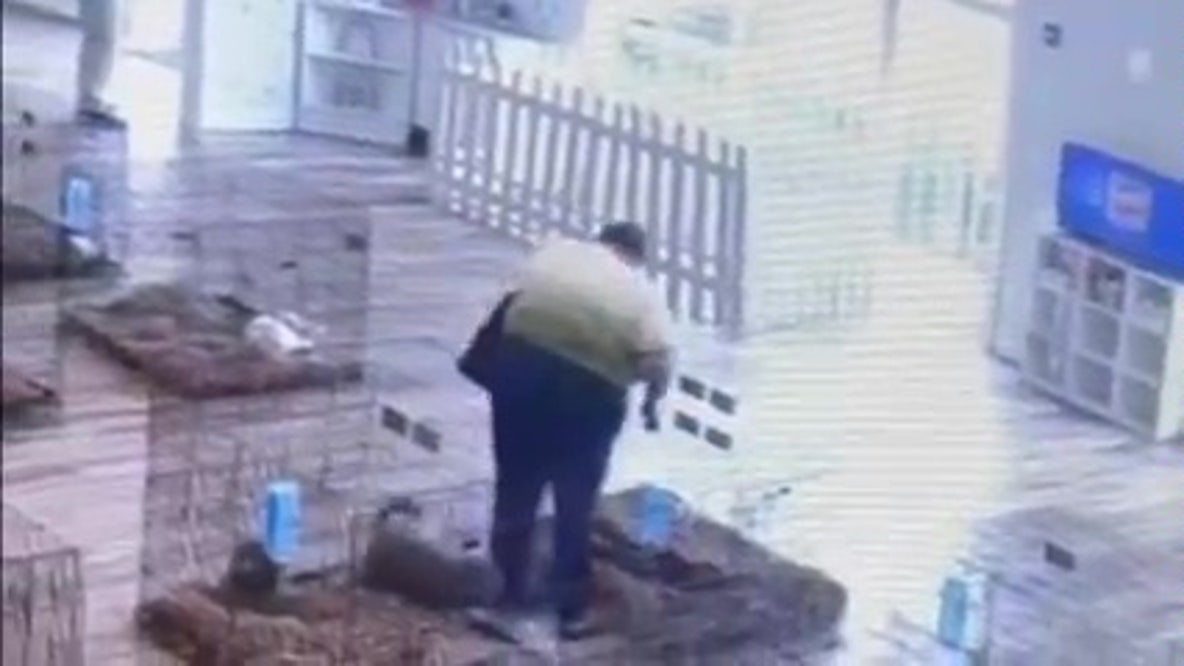 Video: Woman steals puppy from 'All About Puppies' store in Lakeland